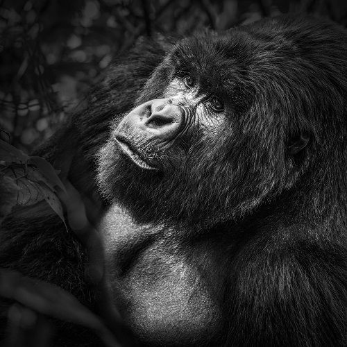 Photographie animalière, portrait de gorille en noir et blanc par Stéphane Aisenberg.